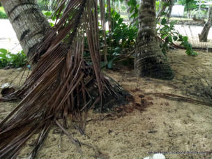 Las Terrenas